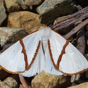 Thalaina selenaea at Cotter River, ACT - 14 Jan 2021 08:53 PM