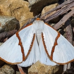 Thalaina selenaea at Cotter River, ACT - 14 Jan 2021 08:53 PM