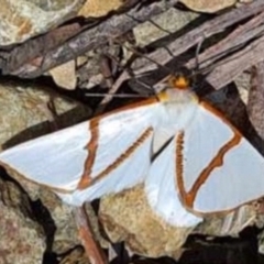 Thalaina selenaea at Cotter River, ACT - 14 Jan 2021 08:53 PM