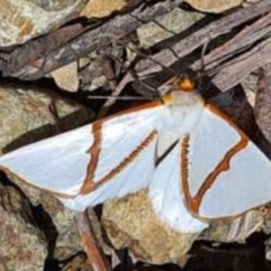 Thalaina selenaea at Cotter River, ACT - 14 Jan 2021 08:53 PM