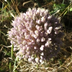 Allium sativum (Garlic) at Jones Creek, NSW - 11 Dec 2005 by abread111