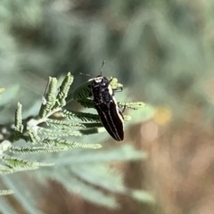 Agrilus hypoleucus (Hypoleucus jewel beetle) at Murrumbateman, NSW - 13 Jan 2021 by SimoneC