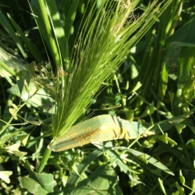 Hordeum leporinum (Barley Grass) at Nangus, NSW - 14 Oct 2005 by abread111