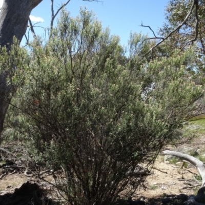 Cassinia ochracea (A Cassinia) at Berridale, NSW - 13 Nov 2020 by AndyRussell