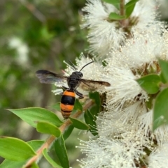 Hyleoides concinna (Wasp-mimic bee) at Murrumbateman, NSW - 2 Jan 2021 by SimoneC