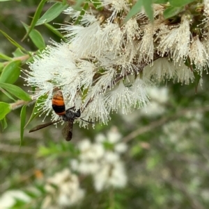 Hyleoides concinna at Murrumbateman, NSW - 2 Jan 2021