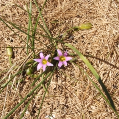 Romulea rosea var. australis (Onion Grass) at Nangus, NSW - 24 Sep 2005 by abread111