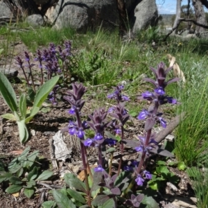 Ajuga australis at Berridale, NSW - 14 Nov 2020