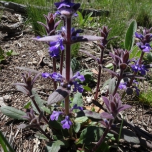 Ajuga australis at Berridale, NSW - 14 Nov 2020