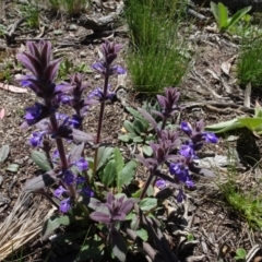 Ajuga australis at Berridale, NSW - 14 Nov 2020