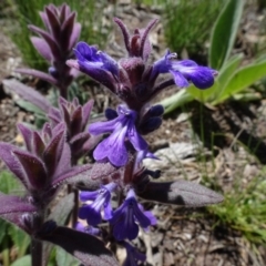 Ajuga australis at Berridale, NSW - 14 Nov 2020