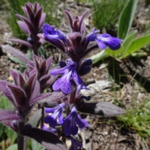 Ajuga australis at Berridale, NSW - 14 Nov 2020