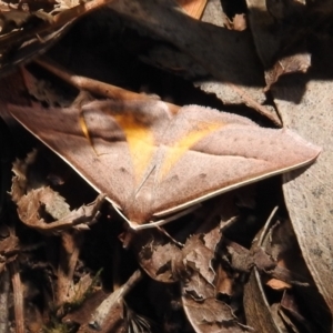 Epidesmia chilonaria at Acton, ACT - 14 Jan 2021 05:24 PM