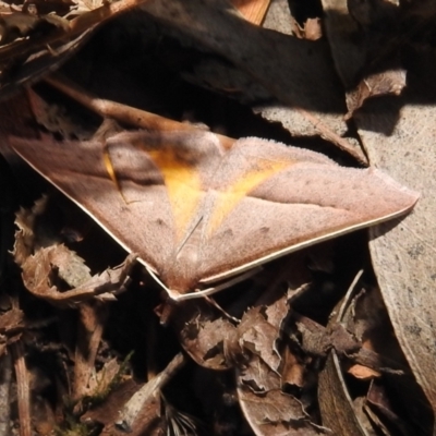 Epidesmia chilonaria (Golden-winged Epidesmia) at Acton, ACT - 14 Jan 2021 by HelenCross