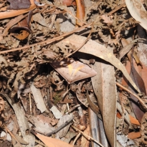 Epidesmia chilonaria at Acton, ACT - 14 Jan 2021 05:24 PM