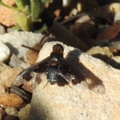 Balaana sp. (genus) (Bee Fly) at ANBG - 14 Jan 2021 by HelenCross