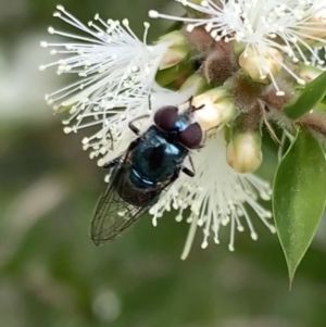 Psilota sp. (genus) at Murrumbateman, NSW - 2 Jan 2021 02:21 PM