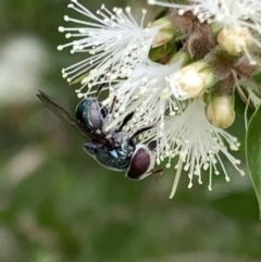 Psilota sp. (genus) at Murrumbateman, NSW - 2 Jan 2021