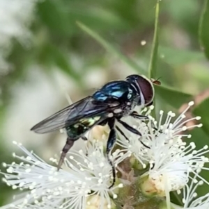 Psilota sp. (genus) at Murrumbateman, NSW - 2 Jan 2021 02:21 PM