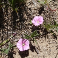 Convolvulus angustissimus subsp. angustissimus (Australian Bindweed) at Berridale, NSW - 14 Nov 2020 by AndyRussell