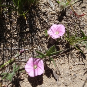 Convolvulus angustissimus subsp. angustissimus at Berridale, NSW - 14 Nov 2020