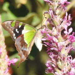 Graphium macleayanum (Macleay's Swallowtail) at ANBG - 14 Jan 2021 by HelenCross