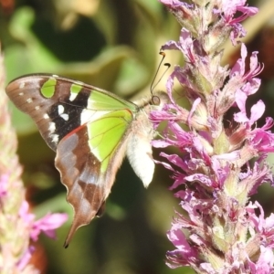 Graphium macleayanum at Acton, ACT - 14 Jan 2021