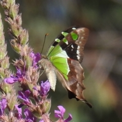 Graphium macleayanum at Acton, ACT - 14 Jan 2021