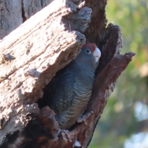 Callocephalon fimbriatum at Garran, ACT - 14 Jan 2021