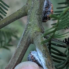 Monophlebidae sp. (family) (Mealy Bugs) at Deakin, ACT - 12 Jan 2021 by JackyF