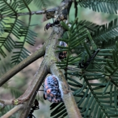 Monophlebidae sp. (family) at Deakin, ACT - 12 Jan 2021