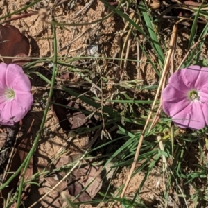 Convolvulus angustissimus subsp. angustissimus at Deakin, ACT - 11 Jan 2021 10:01 AM