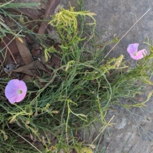 Convolvulus angustissimus subsp. angustissimus at Deakin, ACT - 11 Jan 2021 10:01 AM