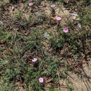 Convolvulus angustissimus subsp. angustissimus at Deakin, ACT - 11 Jan 2021 10:01 AM