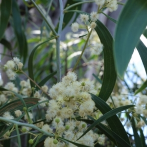 Acacia implexa at Hughes, ACT - 14 Jan 2021