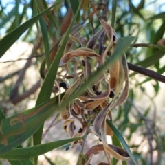 Acacia implexa at Hughes, ACT - 14 Jan 2021