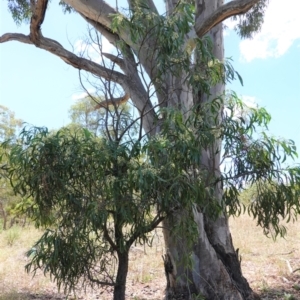 Acacia implexa at Hughes, ACT - 14 Jan 2021 11:57 AM