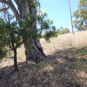 Acacia implexa at Hughes, ACT - 14 Jan 2021 11:57 AM