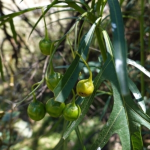 Solanum linearifolium at Hughes, ACT - 14 Jan 2021