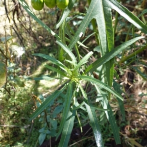 Solanum linearifolium at Hughes, ACT - 14 Jan 2021