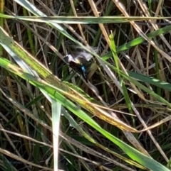 Palirika decora at Murrumbateman, NSW - 14 Jan 2021