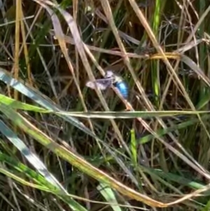 Palirika decora at Murrumbateman, NSW - 14 Jan 2021