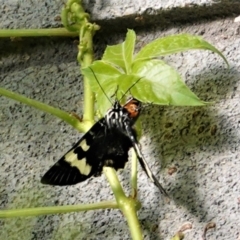 Phalaenoides glycinae (Grapevine Moth) at Hughes, ACT - 13 Jan 2021 by JackyF