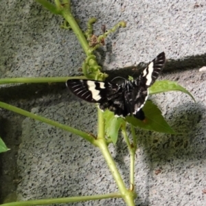 Phalaenoides glycinae at Hughes, ACT - 13 Jan 2021