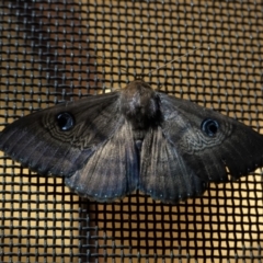 Dasypodia selenophora (Southern old lady moth) at Hughes, ACT - 14 Jan 2021 by JackyF