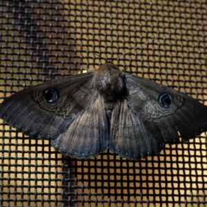 Dasypodia selenophora at Hughes, ACT - 14 Jan 2021 11:03 PM