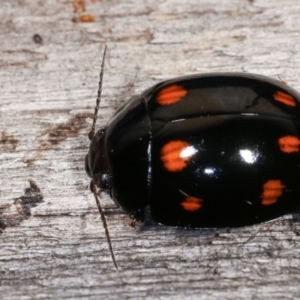 Paropsisterna octosignata at Melba, ACT - 3 Jan 2021