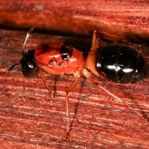 Camponotus consobrinus at Melba, ACT - 3 Jan 2021