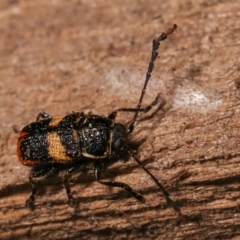 Aporocera (Aporocera) rufoterminalis at Melba, ACT - 3 Jan 2021