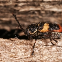 Aporocera (Aporocera) rufoterminalis at Melba, ACT - 3 Jan 2021